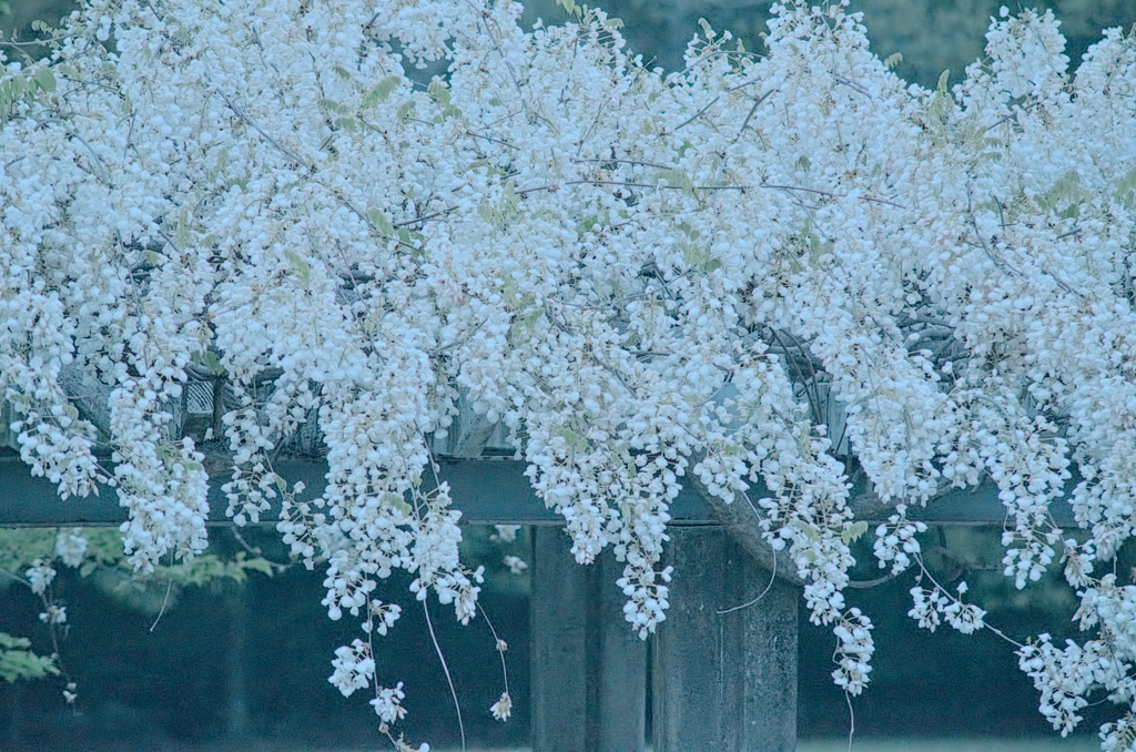 白藤