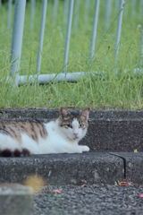 野良にゃんこ