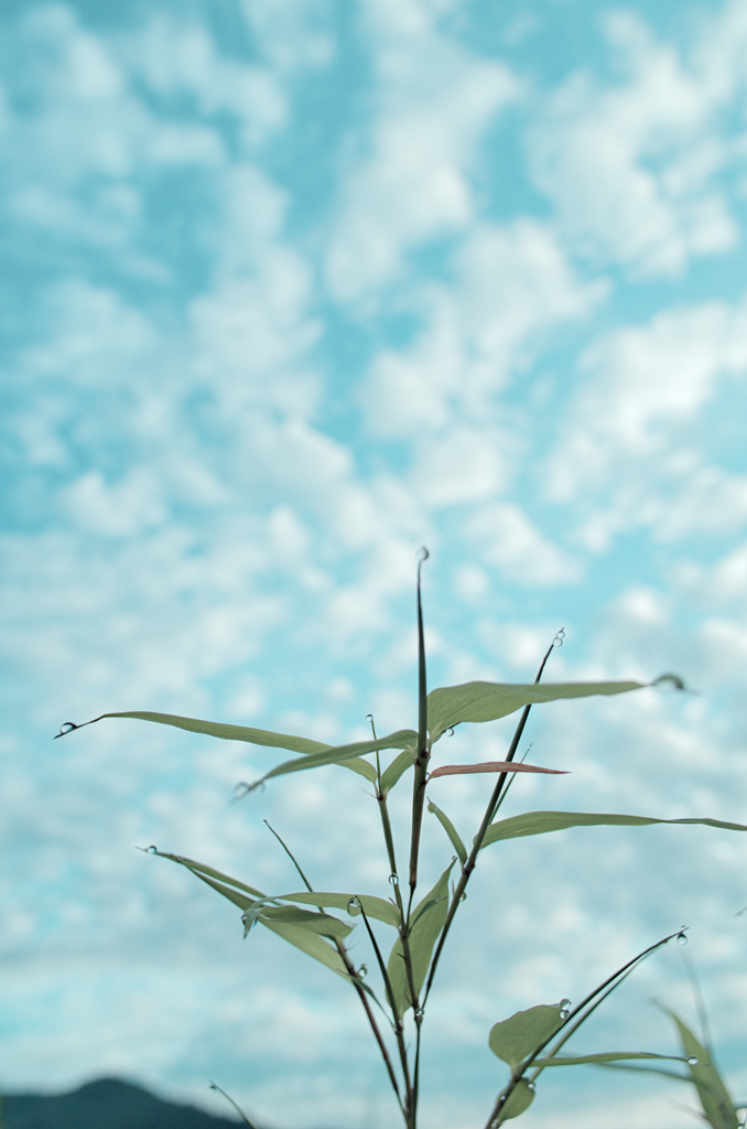 朝露と空