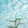 朝露と空