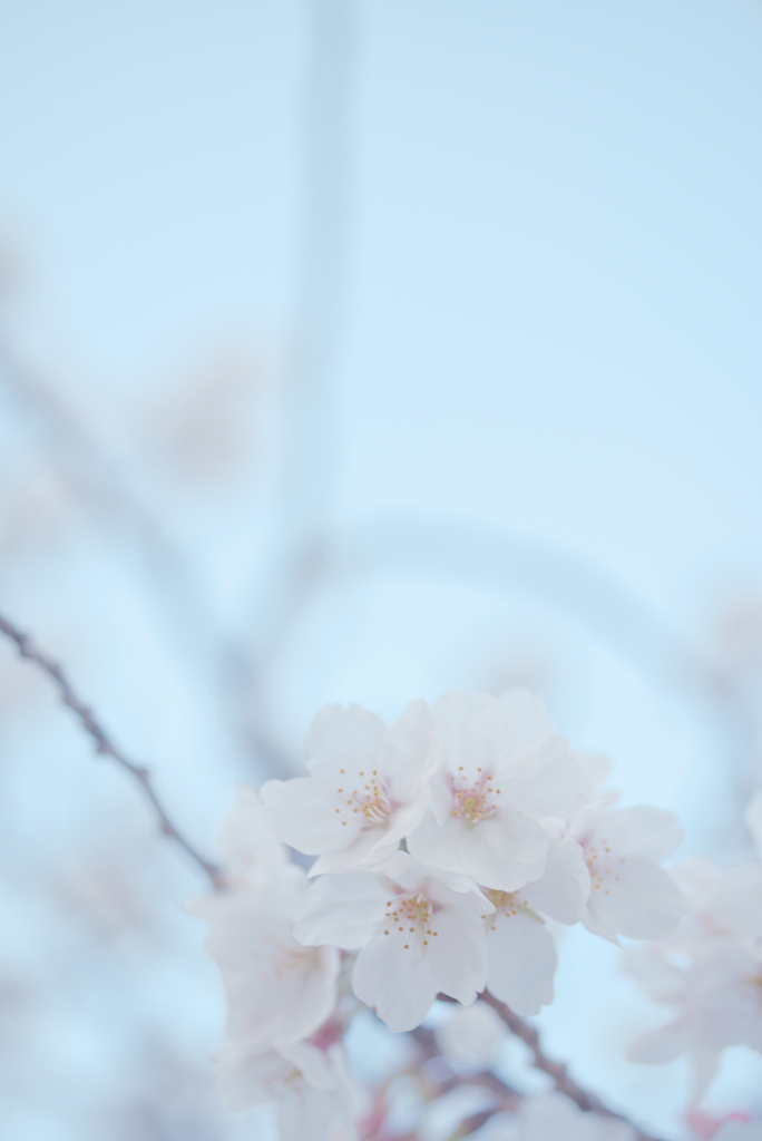 さくら