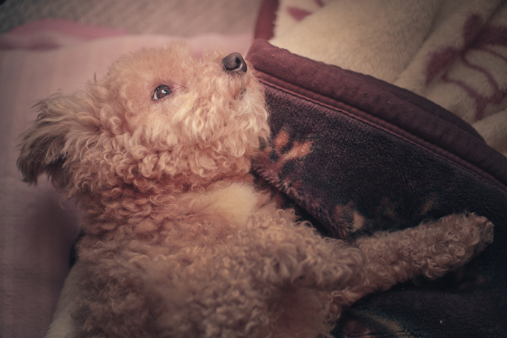 愛犬
