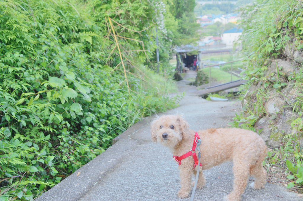 愛犬