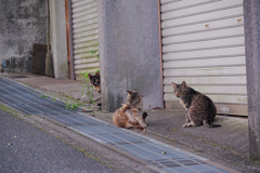 野良にゃんこ