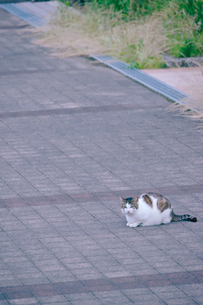 野良にゃんこ