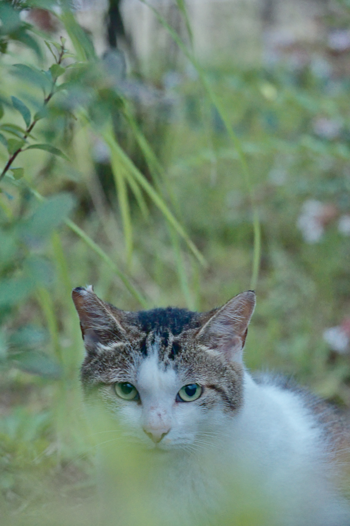 野良にゃんこ