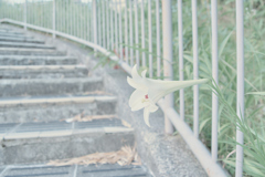 ユリ