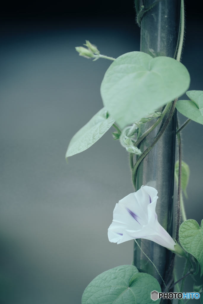 朝顔