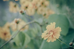 オオキンケイギク