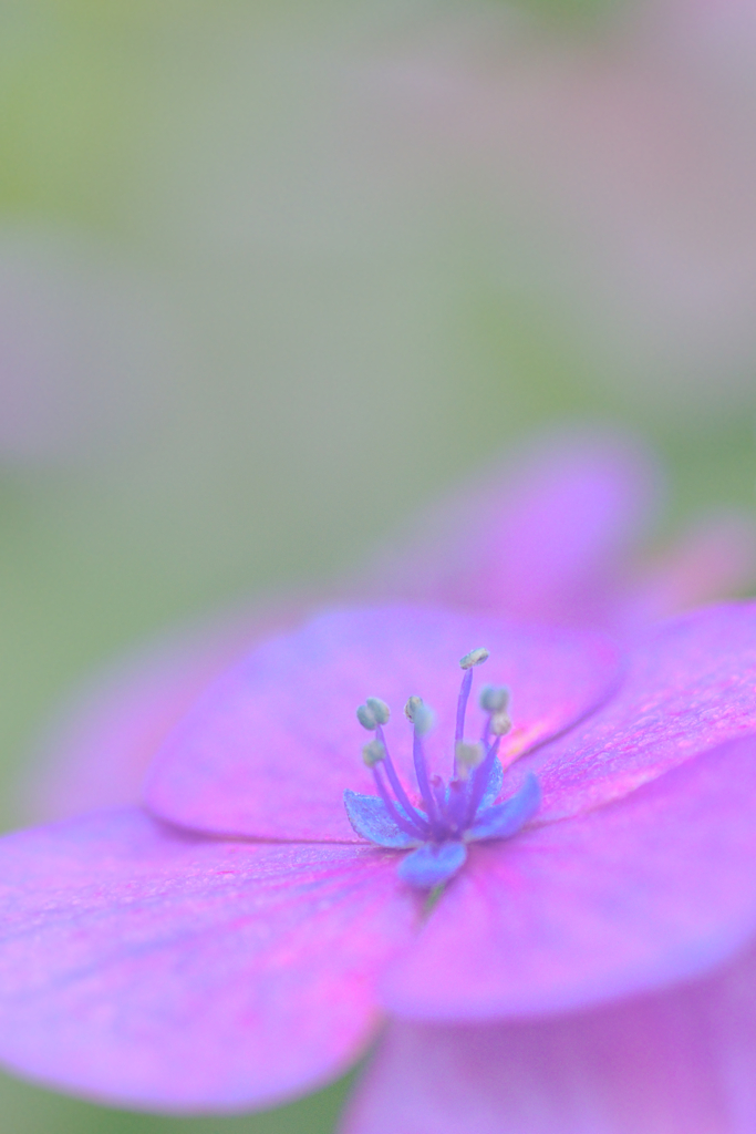 紫陽花