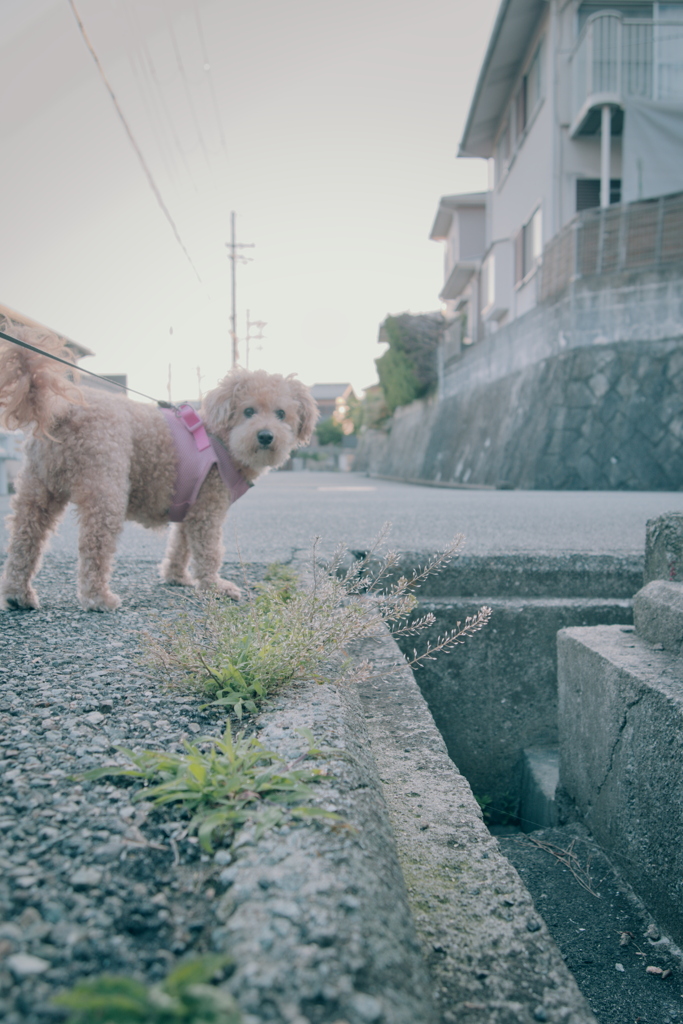 愛犬