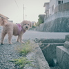 愛犬