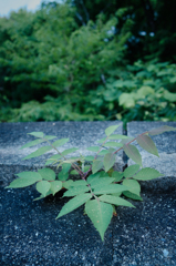 道端の草花
