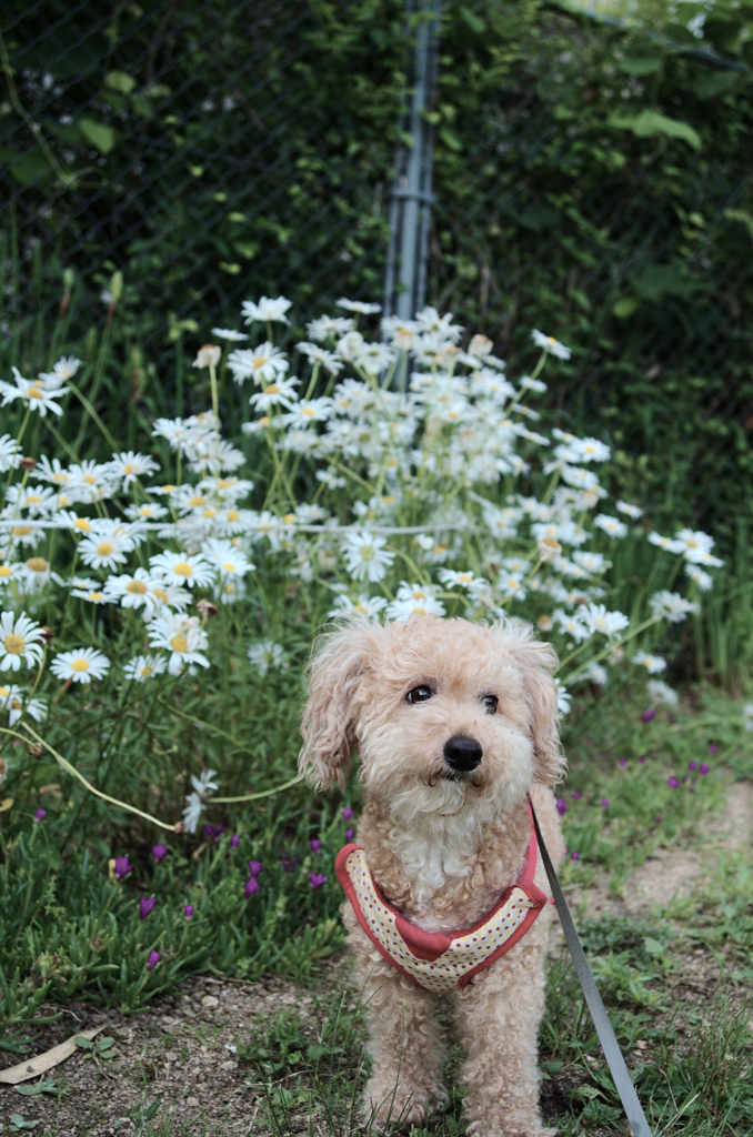 愛犬