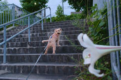 ユリと愛犬
