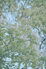 なんじゃもんじゃの木