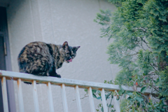 野良にゃんこ