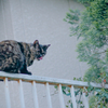 野良にゃんこ