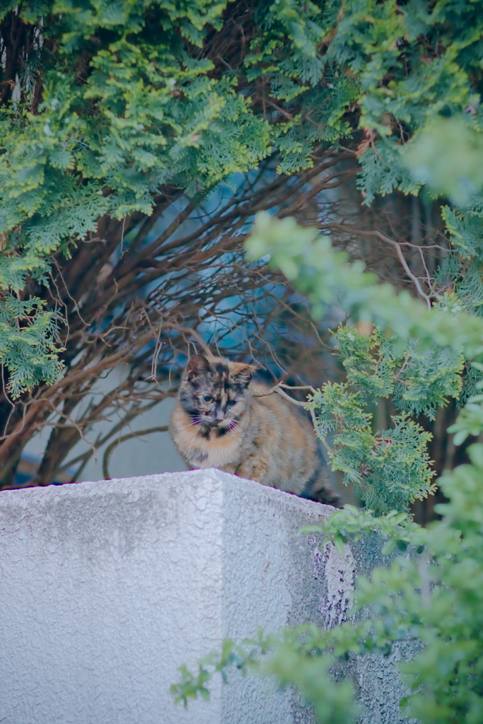 野良にゃんこ