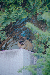 野良にゃんこ