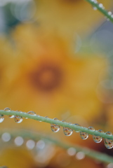 オオキンケイギクと雫