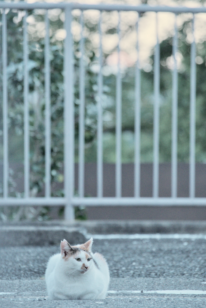 野良にゃんこ