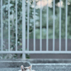 野良にゃんこ