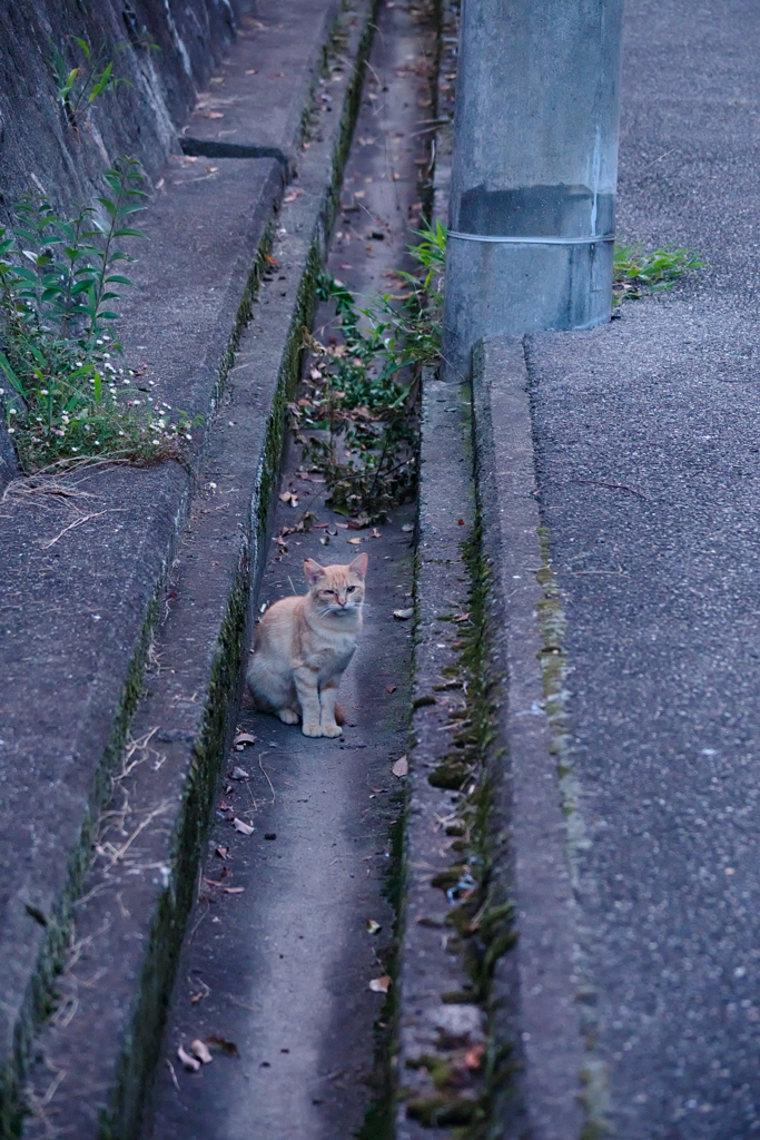 野良にゃんこ