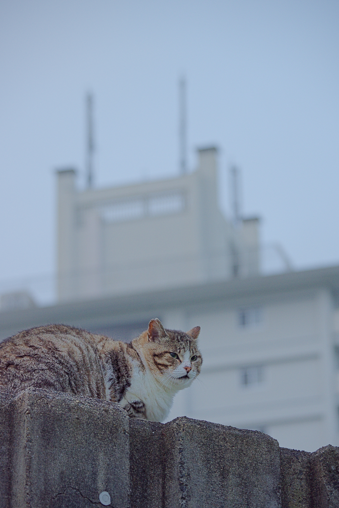 野良にゃんこ