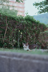 野良にゃんこ