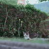 野良にゃんこ