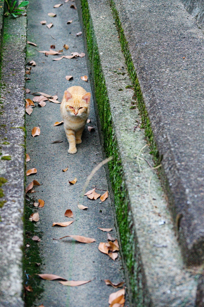 野良にゃんこ