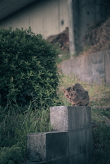 野良にゃんこ