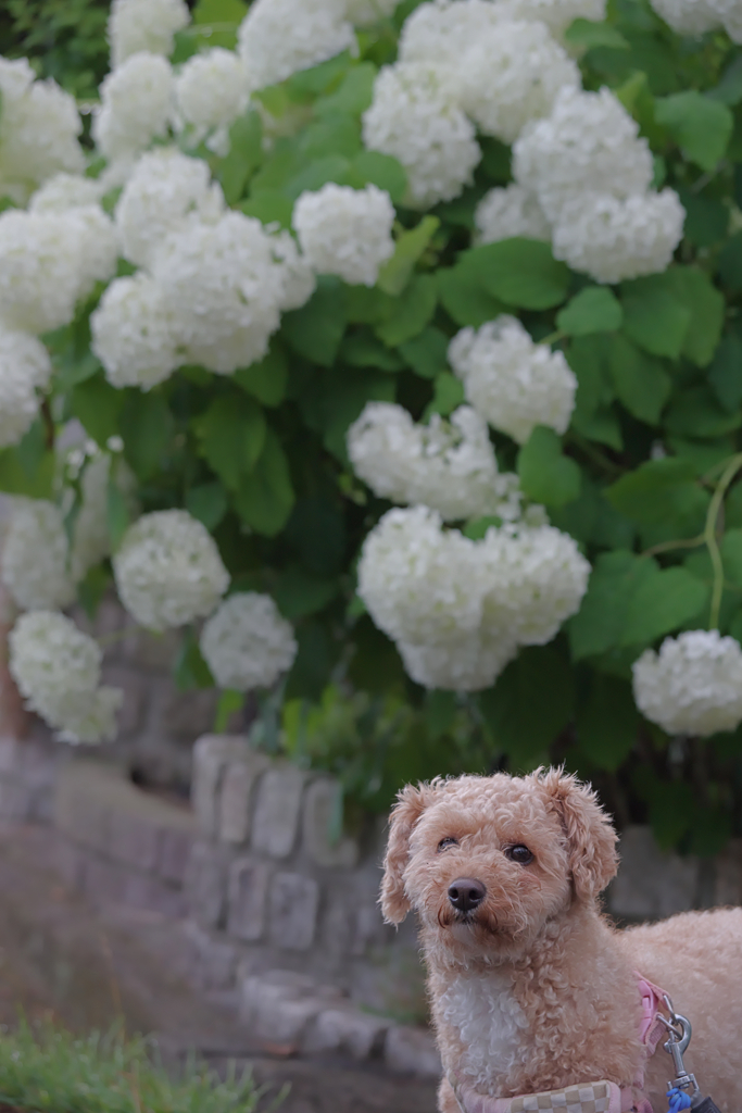愛犬