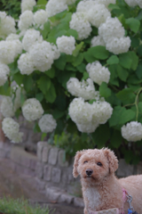 愛犬