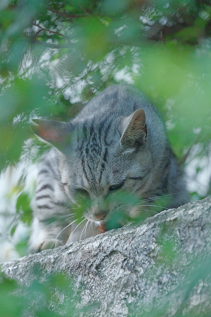 野良にゃんこ