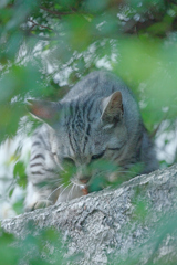 野良にゃんこ