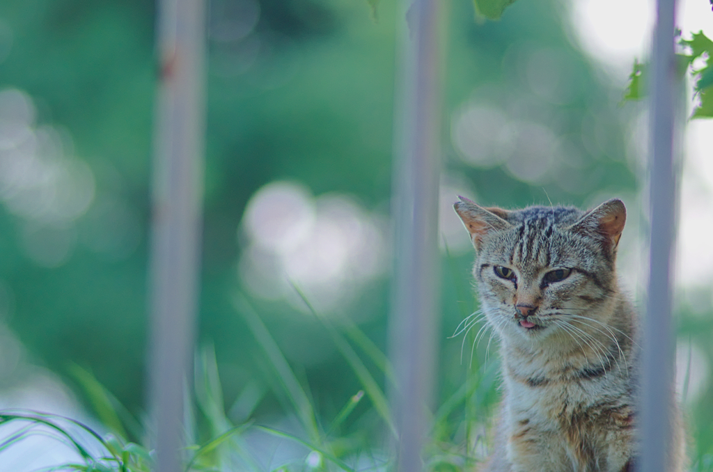 にゃんこ