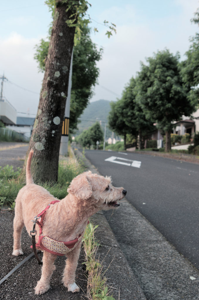 愛犬