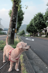 愛犬