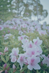 つつじ