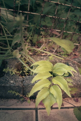 庭の草花
