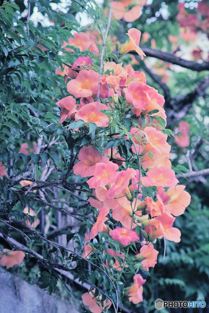 ノウゼンカズラ