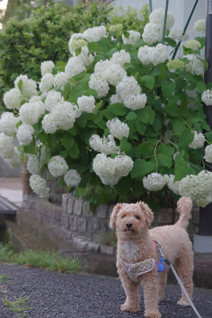 愛犬