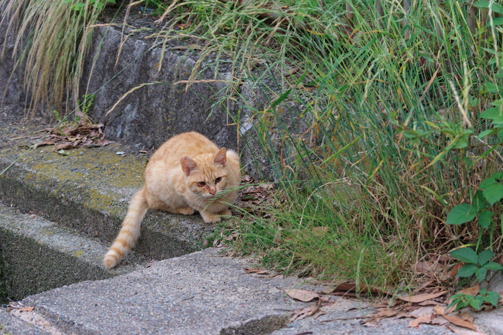 野良にゃんこ