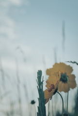 オオキンケイギク