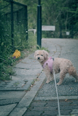 愛犬