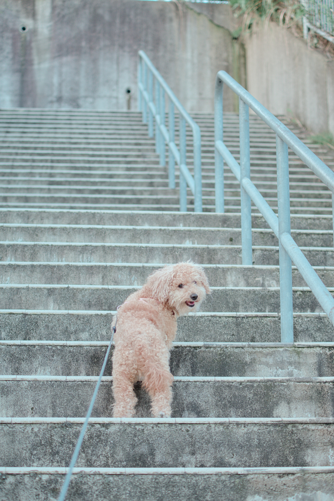 愛犬