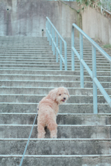 愛犬
