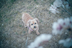 桜と愛犬